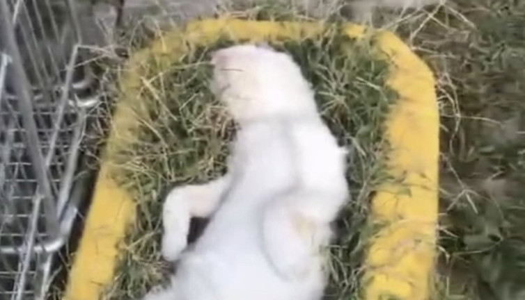 Kedi sıcaktan bayılıp kendini gölgeye attı