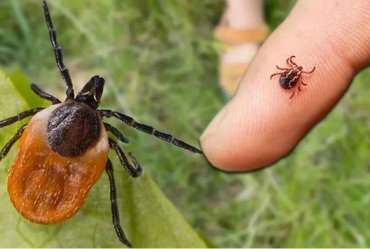 Bir ısırıkla başı döndü iştahtan kesildi: 15 gün sonra hayatını kaybetti - Resim: 10