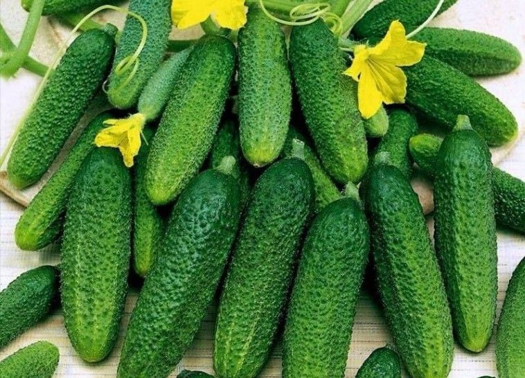Tarlada kilosu 45 TL’ye düştü: Üretici dertli - Resim: 10