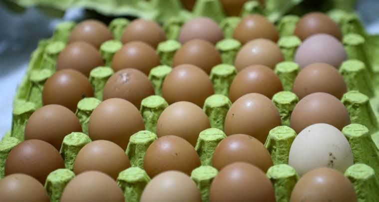 Belçika'da yumurtalar marketlerden tek tek toplatılıyor: Ölümcül bakteri tespit edildi - Resim: 5