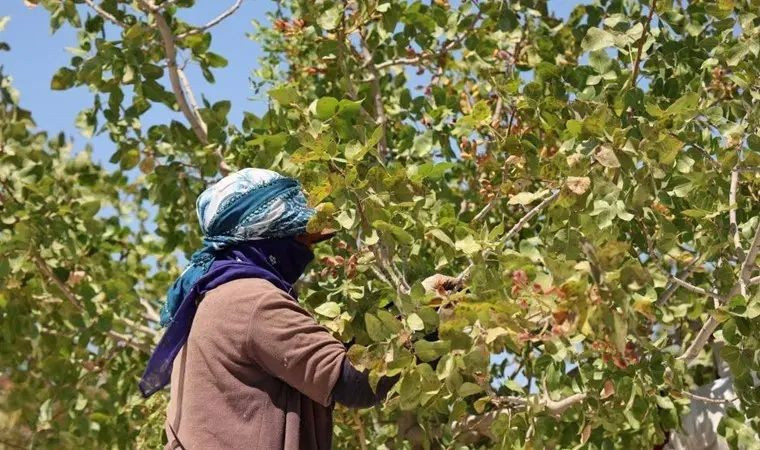1 yılda meyve veren 3 ağaç türü: Üreticisine kısa vadede yüksek gelir sağlıyor - Resim: 10