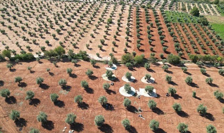 1 yılda meyve veren 3 ağaç türü: Üreticisine kısa vadede yüksek gelir sağlıyor - Resim: 1