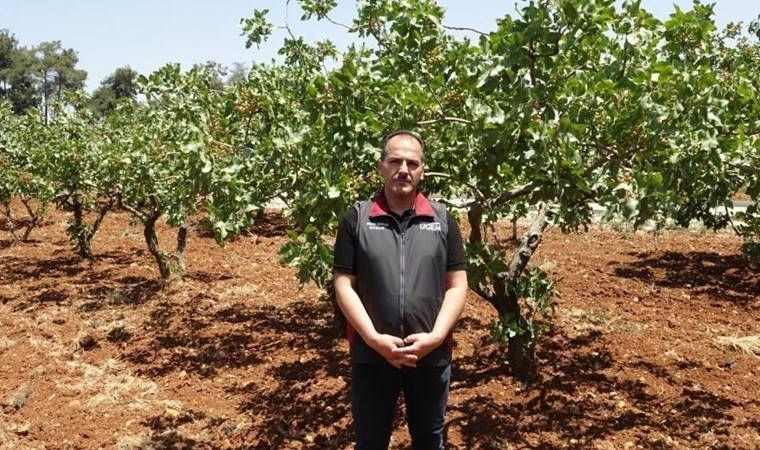 1 yılda meyve veren 3 ağaç türü: Üreticisine kısa vadede yüksek gelir sağlıyor - Resim: 9