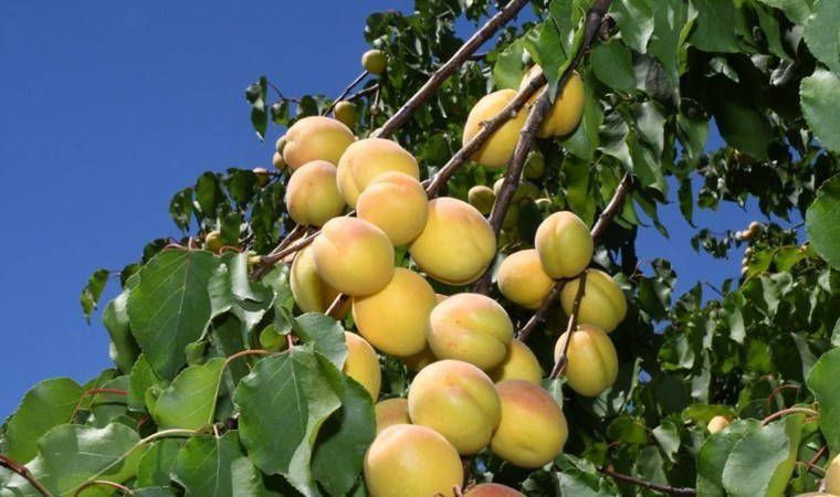 Günde 1350 lira kazandırıyor: Dev hasat başladı - Resim: 2