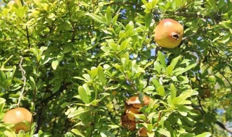 Kilosu 70 TL'den leblebi gibi satıyor: "Bu lezzet bulunmaz" - Resim: 7