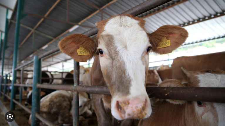 Kurbanlık fiyatları belli oldu, işte en ucuz il - Resim: 2