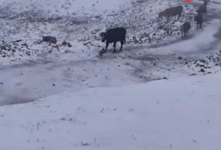 Rize’de eylülde sürpriz: Tahpur Yaylası'nı beyaz örtü kapladı - Resim: 6