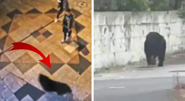 Ülkede alarm verildi...Bir ayı nedeniyle 94 okul kapatıldı - Resim: 4