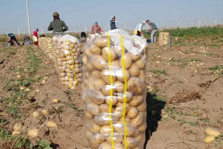 Tarlada kilosu 25 TL'ye kapış kapış satılıyor: Paraya para demiyorlar - Resim: 8