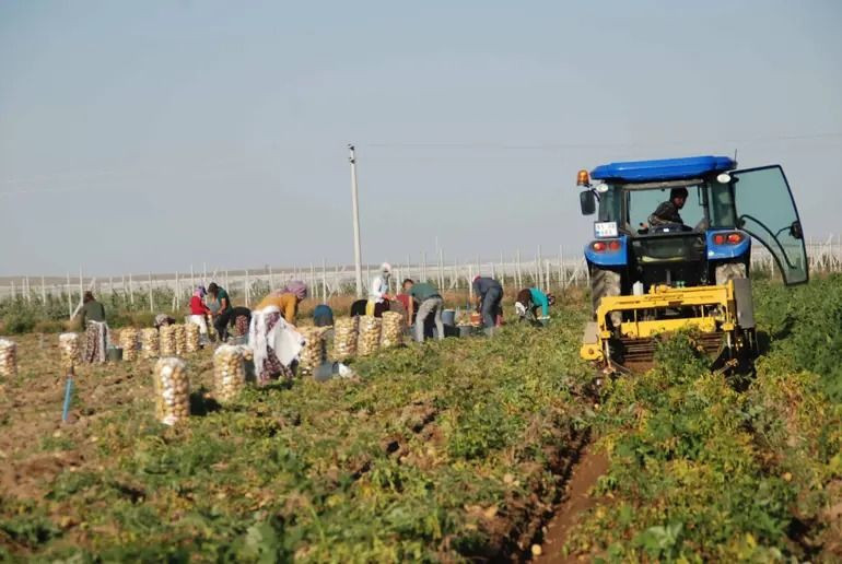 Tarlada kilosu 25 TL'ye kapış kapış satılıyor: Paraya para demiyorlar - Resim: 1