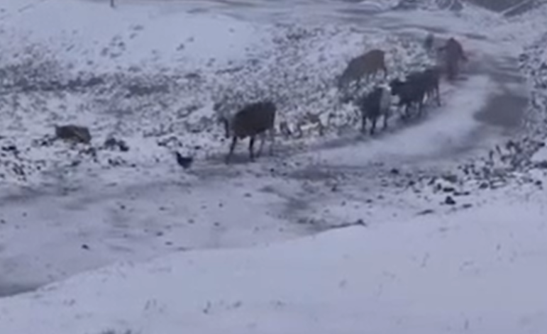 Rize’de eylülde sürpriz: Tahpur Yaylası'nı beyaz örtü kapladı - Resim: 7
