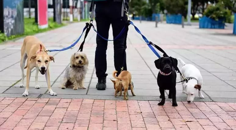 Zengin semtine kapak attı ayda 150 bin lira kazanıyor: İş çok basit… - Resim: 8