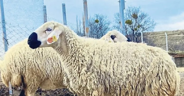TİGEM'den 600 küçükbaş hayvan için satış kararı - Resim : 2