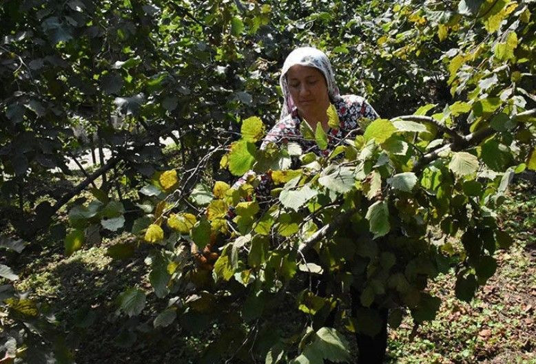 Hasat başlamadan ücretleri belli oldu: Günde 1750 TL kazanacaklar - Resim: 9