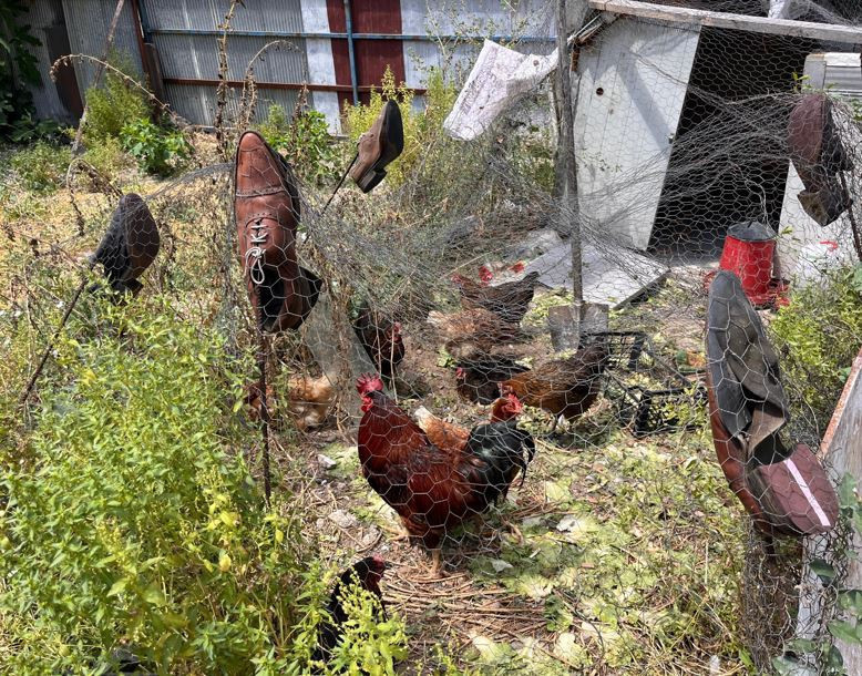 Azılı hırsız her gün kümesten yumurta çalıyor: Faili buldu ama polise şikayet edemiyor - Resim : 2
