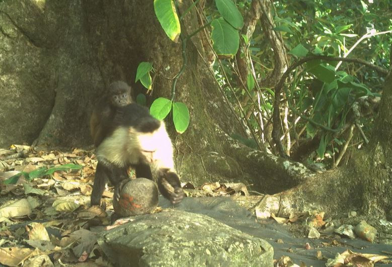 Bilim dünyasını şaşkına çeviren ‘maymun’ olayı - Resim: 9
