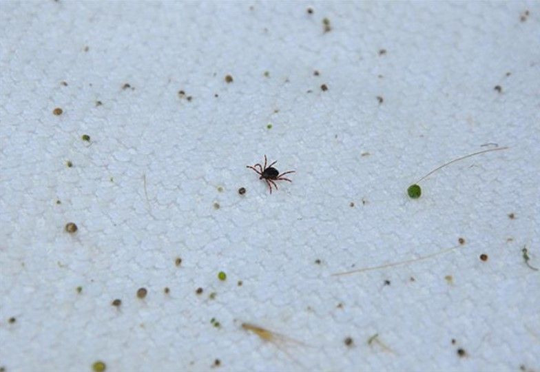 Bir kenti korkutan olay: 5 kişi aynı nedenden hayatını kaybetti - Resim: 8