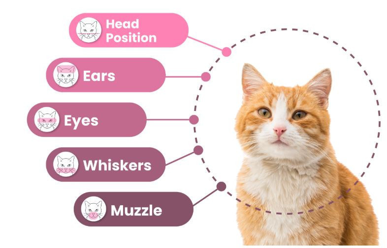 Tek fotoğrafla sağlık analizi: Kediler için yapay zekâ dönemi - Resim : 4