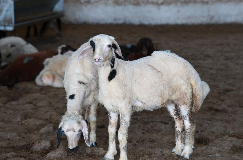3 çocuk annesi devlet desteğiyle başladı: Şimdi paraya para demiyor - Resim: 9