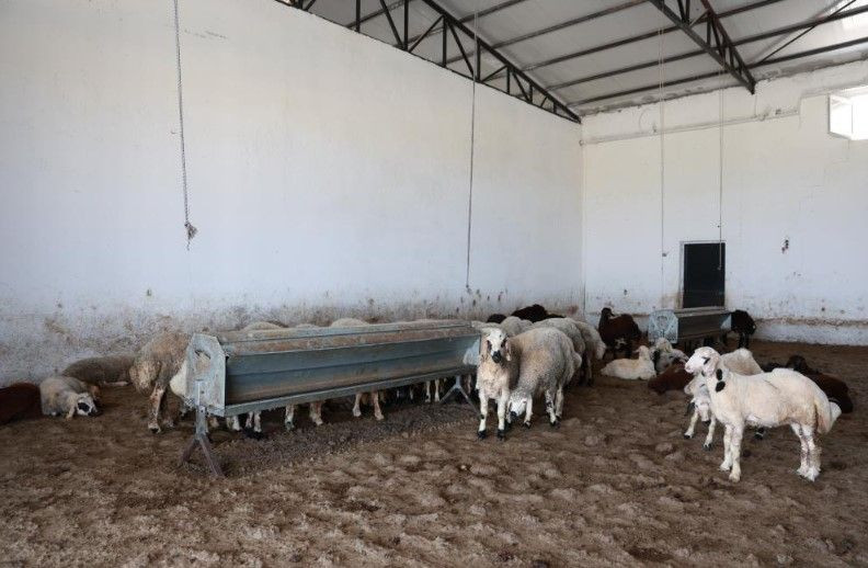3 çocuk annesi devlet desteğiyle başladı: Şimdi paraya para demiyor - Resim: 8