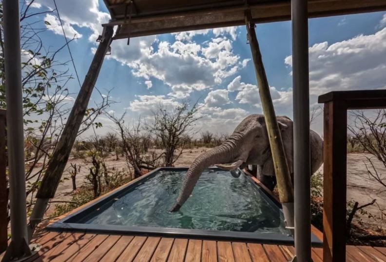Dünya Doğa Fotoğrafçılığı Ödülleri’nde kazananlar belli oldu - Resim: 3