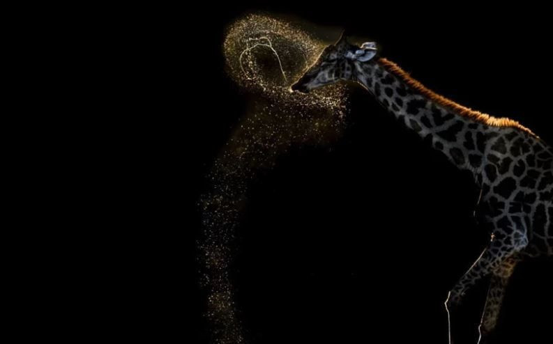 Dünya Doğa Fotoğrafçılığı Ödülleri’nde kazananlar belli oldu - Resim: 1