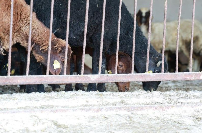 3 çocuk annesi devlet desteğiyle başladı: Şimdi paraya para demiyor - Resim: 7