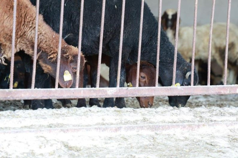 3 çocuk annesi devlet desteğiyle başladı: Şimdi paraya para demiyor - Resim: 10