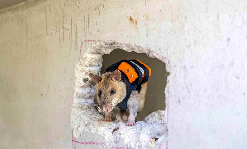 Dünyada ilk kez Türkiye'de: Enkazın derinliklerine fareler girecek - Resim : 6