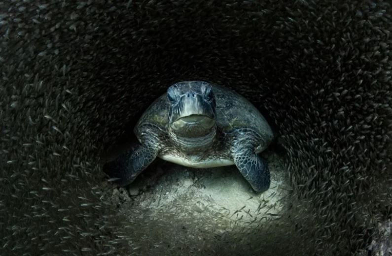 Dünya Doğa Fotoğrafçılığı Ödülleri’nde kazananlar belli oldu - Resim: 4