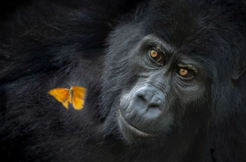 Dünya Doğa Fotoğrafçılığı Ödülleri’nde kazananlar belli oldu - Resim: 6