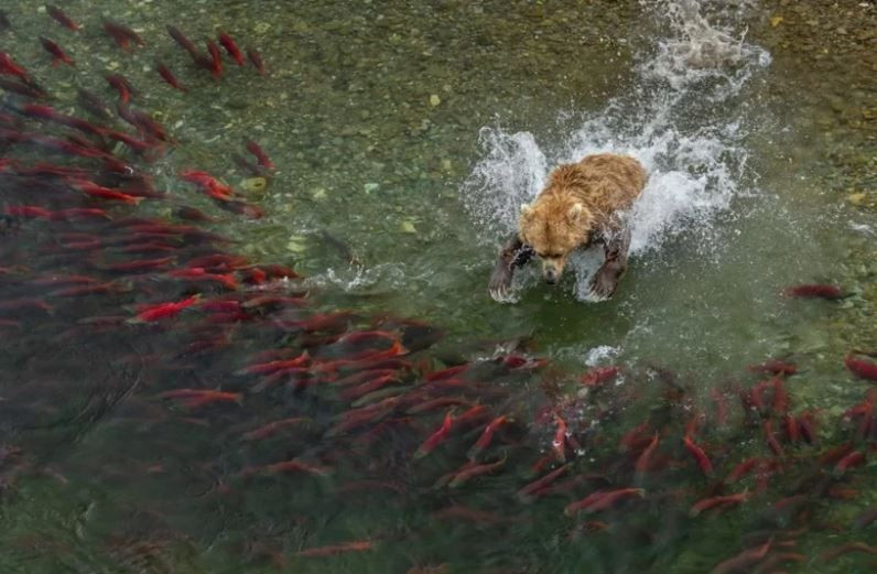 Dünya Doğa Fotoğrafçılığı Ödülleri’nde kazananlar belli oldu - Resim: 7