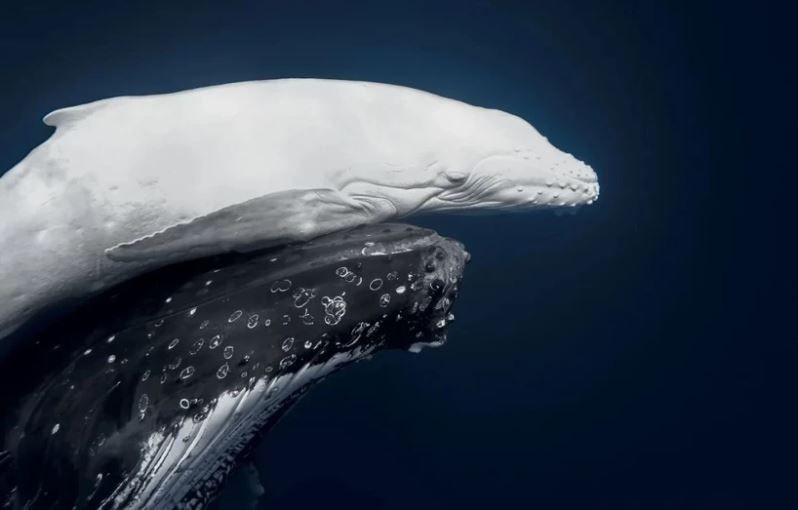 Dünya Doğa Fotoğrafçılığı Ödülleri’nde kazananlar belli oldu - Resim: 9