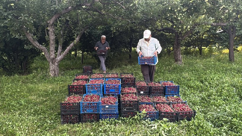 1 taneyle başladılar, ilçede 20 bahçeye ilham oldular: 3 yıldır ekonomik hasat yapıyorlar - Resim : 2