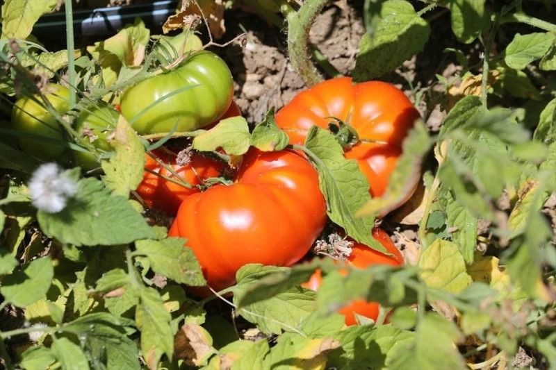 Karabük'te hasat başladı: Kilosu 100 TL'den alıcı buluyor - Resim: 1