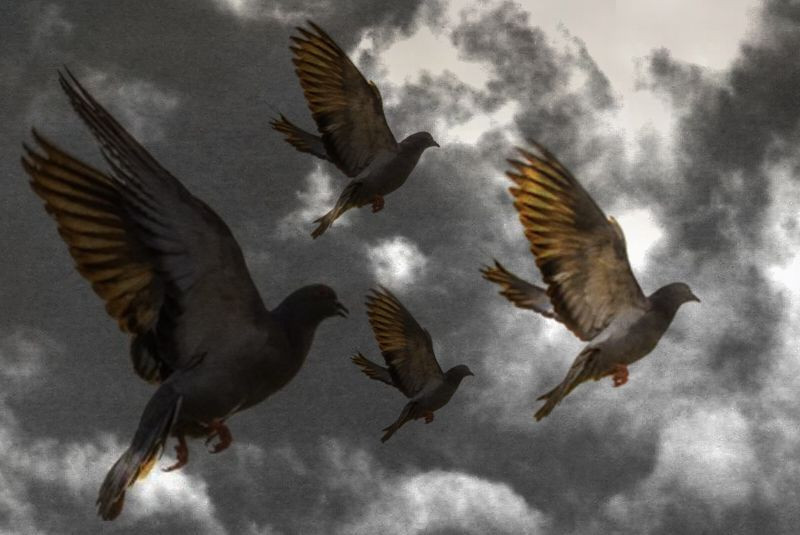 Kuşların esrarengiz ölümü... Lanet mi? - Resim: 2