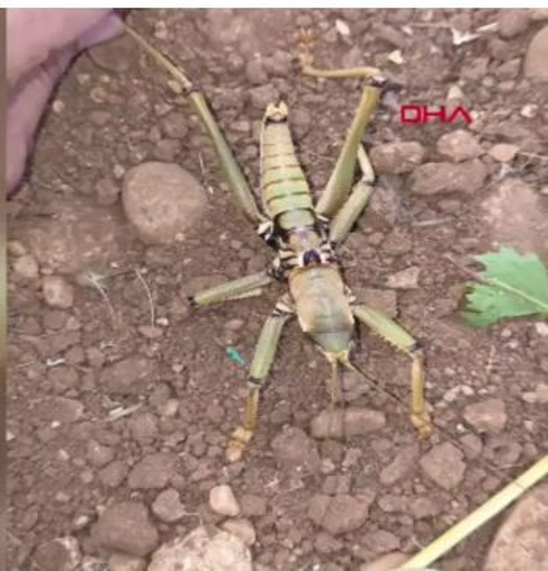 Adıyaman’da sıra dışı karşılaşma: El büyüklüğünde - Resim : 2