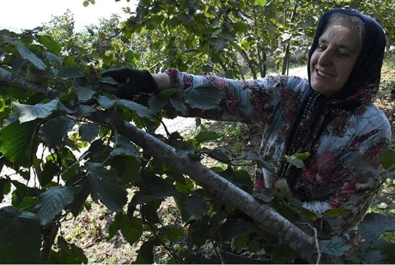 Hasat başlamadan ücretleri belli oldu: Günde 1750 TL kazanacaklar - Resim: 6