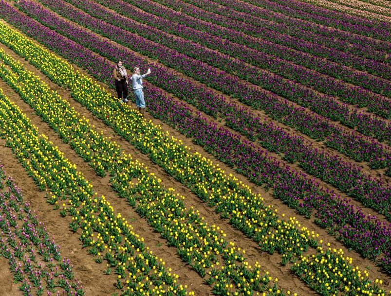 Karaman'da renk cümbüşü: Milyonlarca lale dünyaya açılıyor - Resim: 2