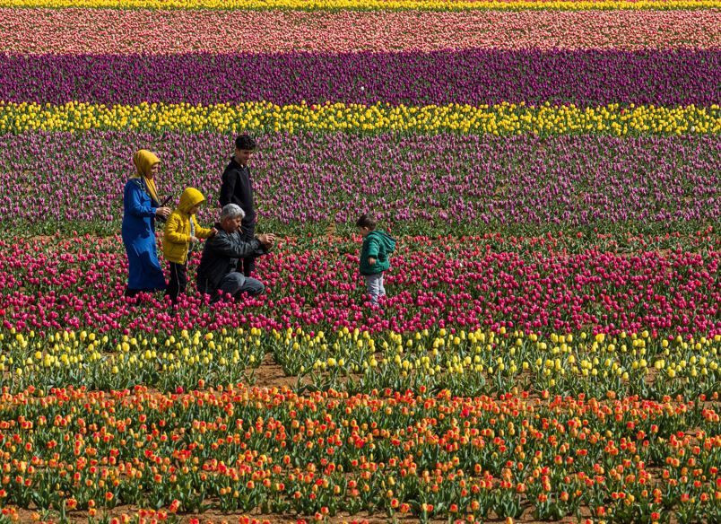 Karaman'da renk cümbüşü: Milyonlarca lale dünyaya açılıyor - Resim: 6