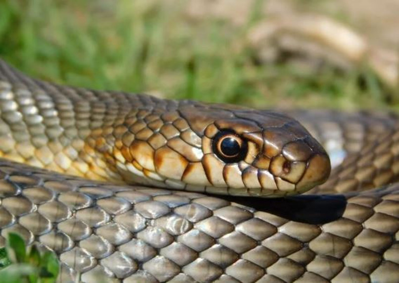 Nevşehir’de görülen hazer yılanı hakkında uyarı - Resim : 3