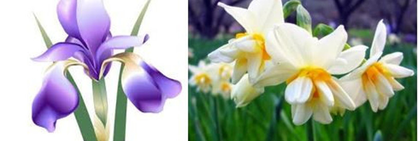 T&uuml;rk D&uuml;nyasının Ortak Değerlerinden NEVRUZ - Resim : 2