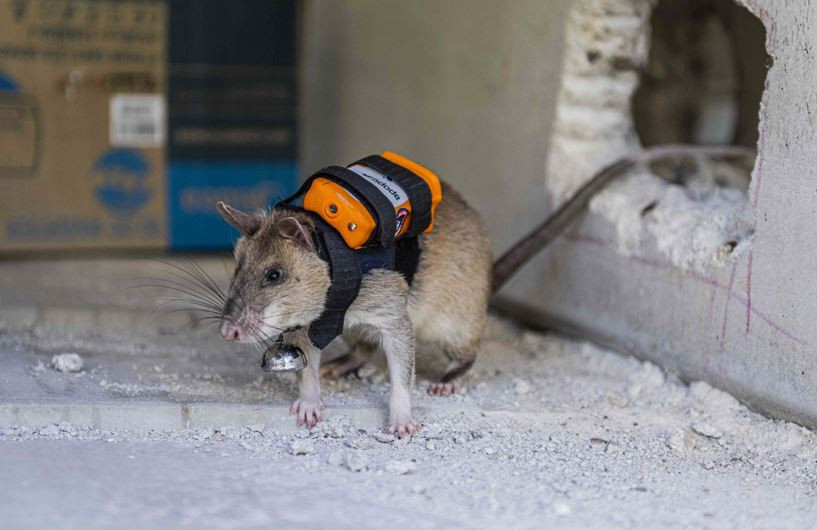 Dünyada ilk kez Türkiye'de: Enkazın derinliklerine fareler girecek - Resim : 9