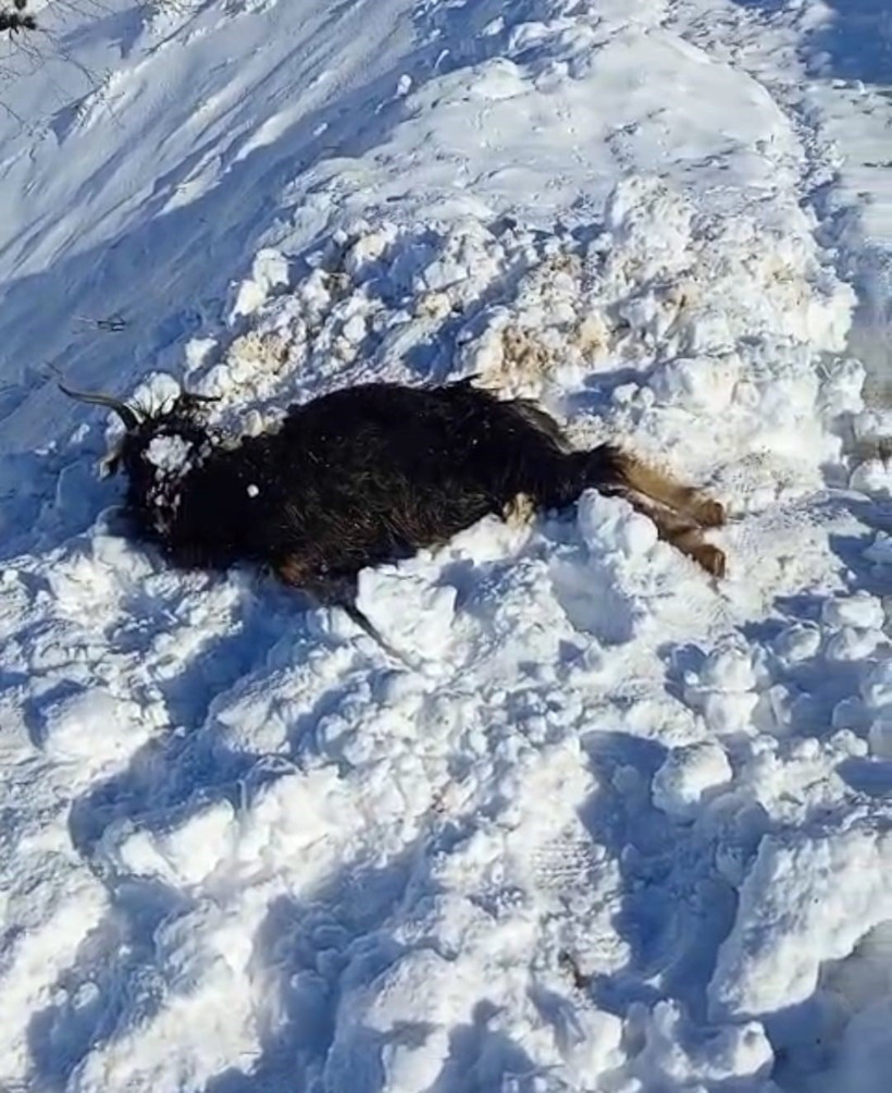 Batman’da çığ felaketi: 45 keçi telef oldu - Resim : 1