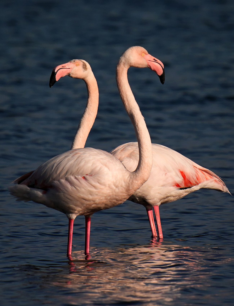 İzmir’in ortasında pembe mucize: Flamingolar Meles Deltası’nda - Resim: 18
