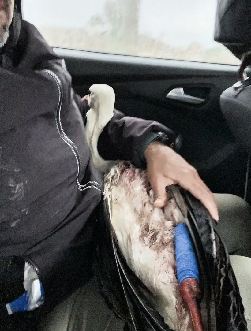 Göç yolunda acı son: Avcıların hedefi oldu - Resim : 3