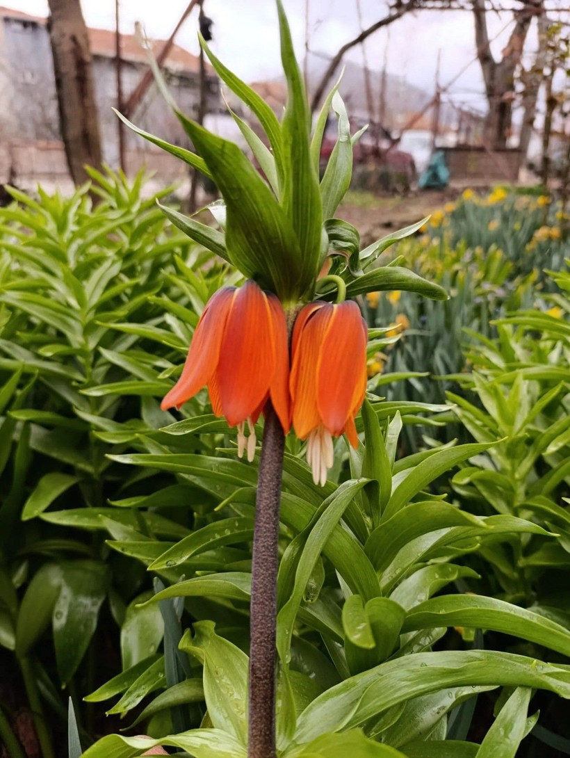 Ağlayan Gelin açtı: Yılda sadece 20 gün görünüyor… Koparanın cezası servet değerinde - Resim: 11