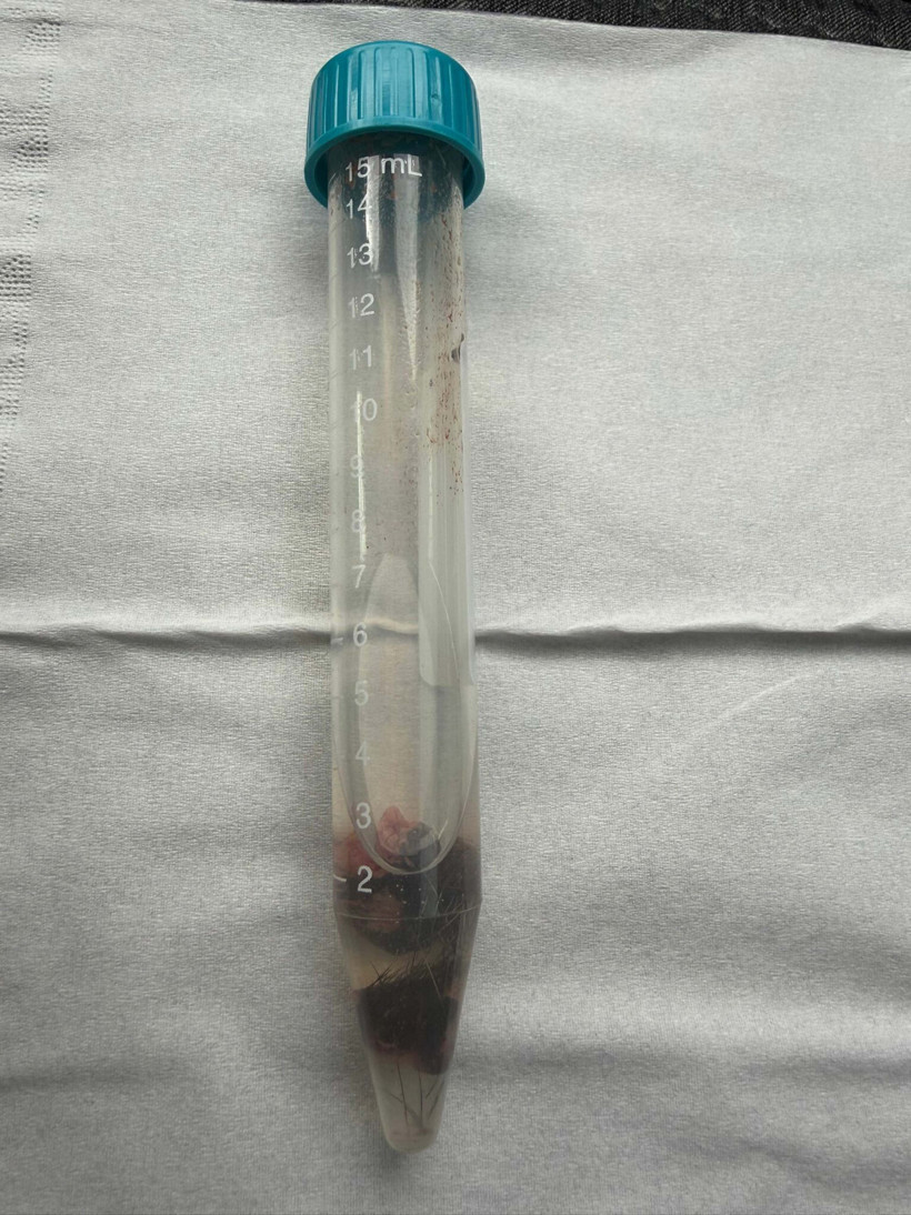 Fethiye&rsquo;de &ouml;len kurtun sırrı: T&Uuml;BİTAK i&ccedil;in kritik veri oldu - Resim : 3