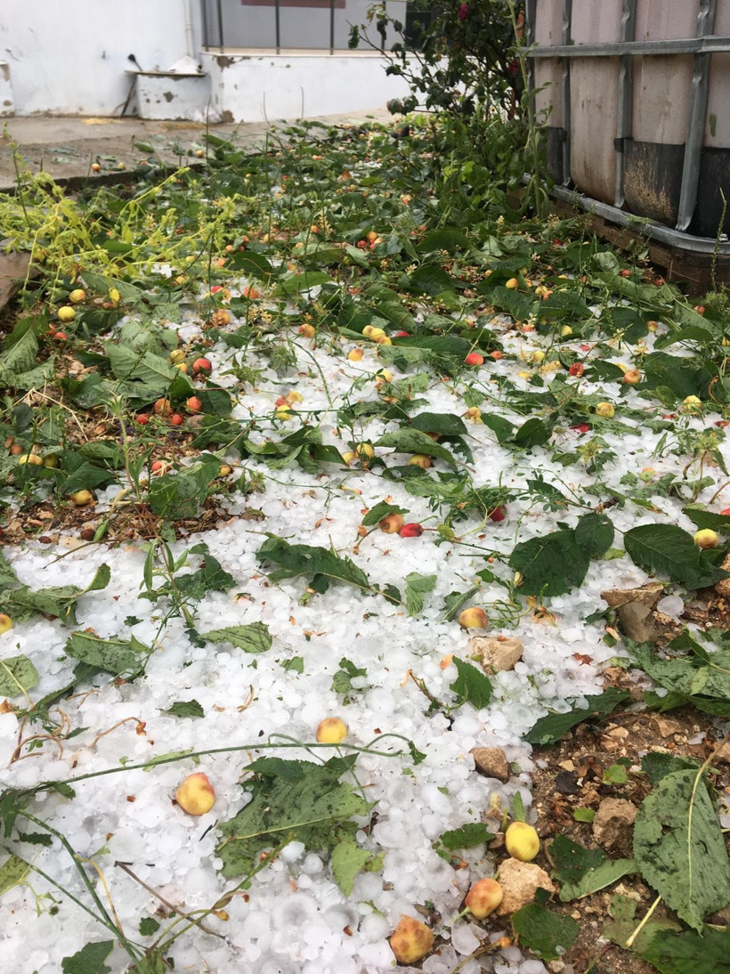 Dakikalar içinde gelen yıkım: Denizli’de üreticinin emeğini dolu vurdu - Resim : 3
