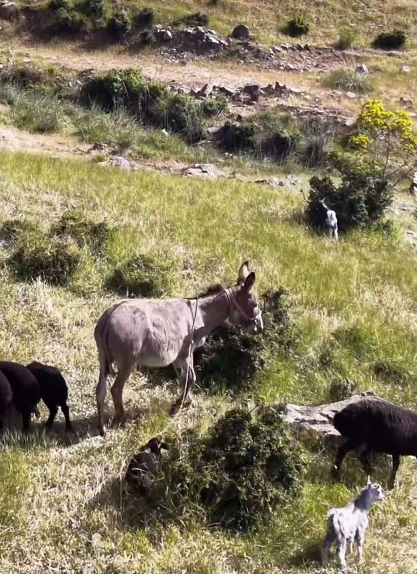 Sürüden ayrılan eşek, eşeklik yapmadan geri döndü: Sesi duyduğu anda koşmaya başladı - Resim : 1
